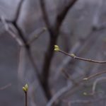 Buds On Tree Branches In March. Tree Branch With Buds Background